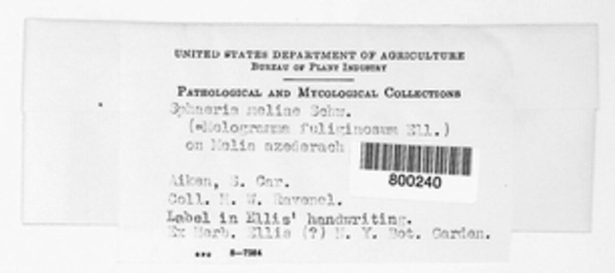 Botryodiplodia meliae image